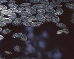 雨上がりの水辺
