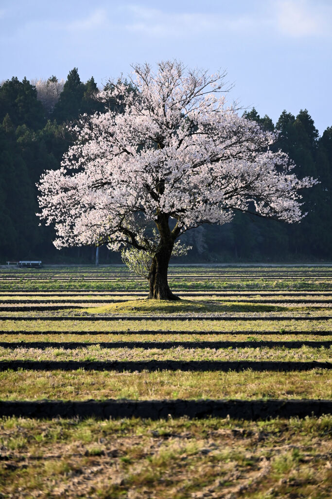 ポツンと一本桜