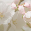 蕾から花へ