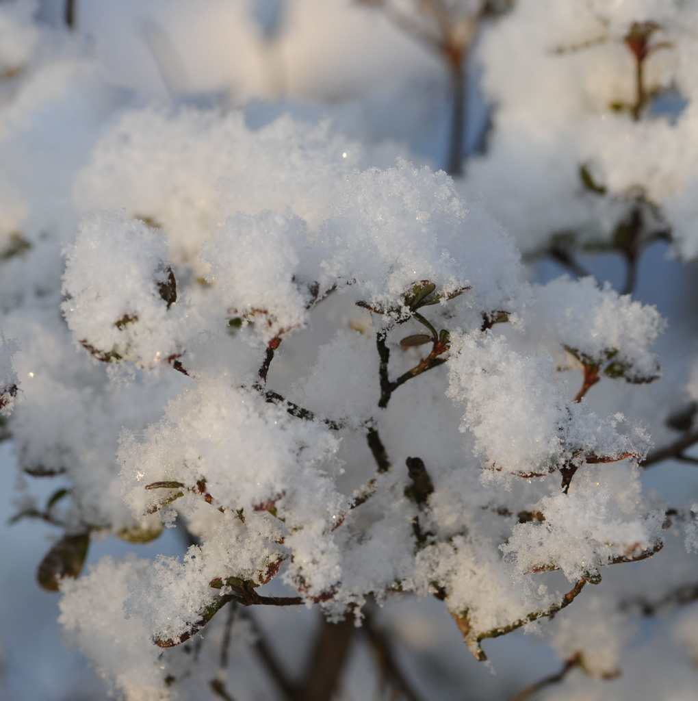 ３月の雪