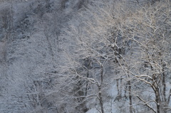 雑木林に雪の華