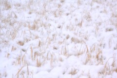 雪の水田