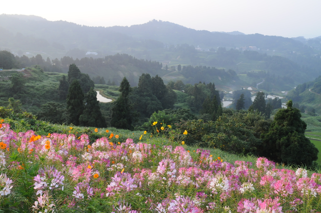 高原の朝