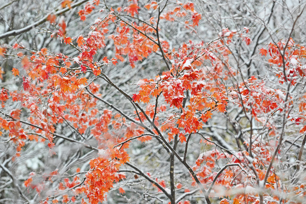 最後の紅色