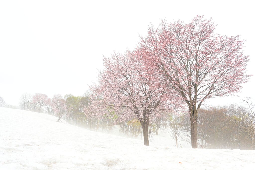 福山の雪桜