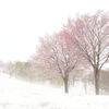 福山の雪桜