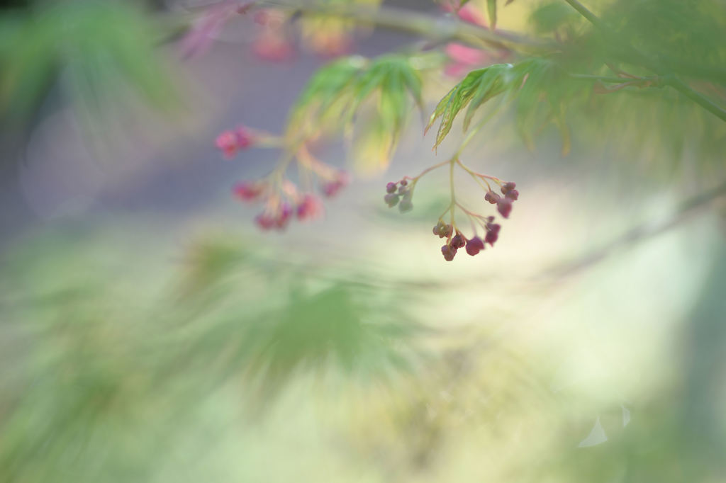 モミジの花