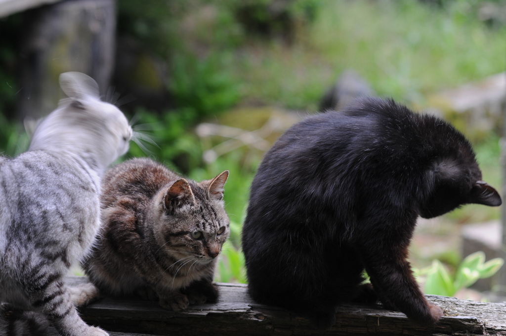 猫の休息