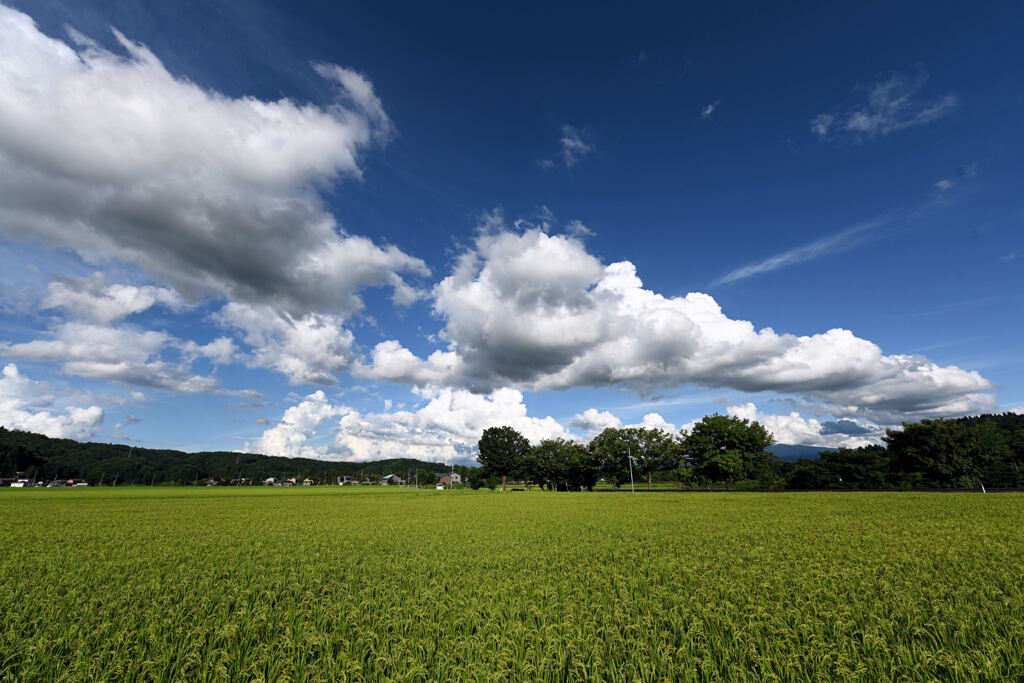 夏雲