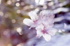 水辺に浮かぶ