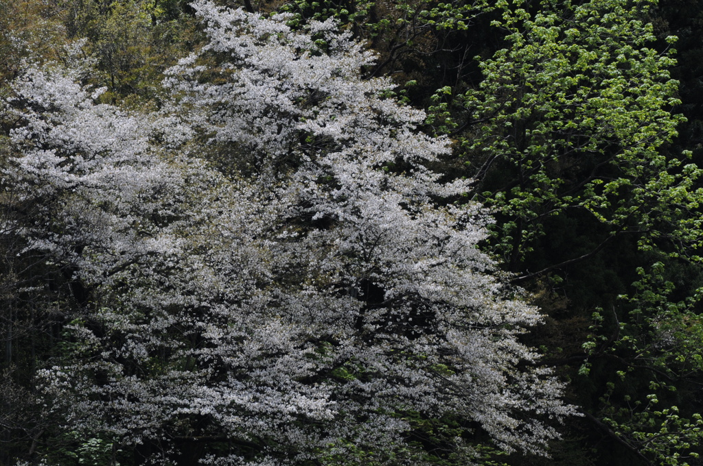 滝桜