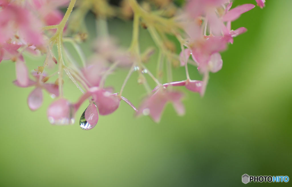 アナベルの雫