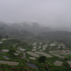 雨の棚田