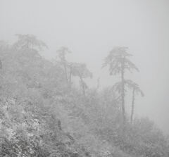 雪霞