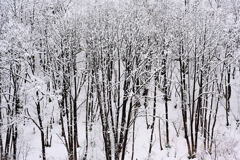 雑木林に雪の華