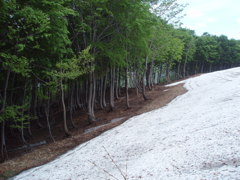 残雪のブナ林