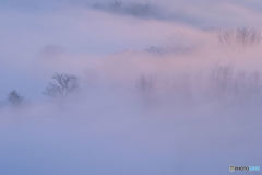 霧の情景