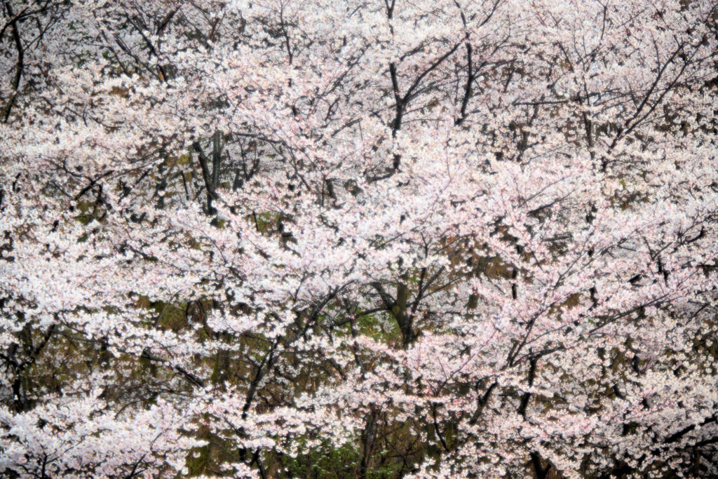 桜満開