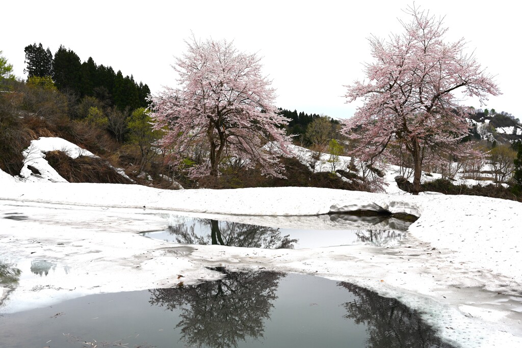 残雪と桜