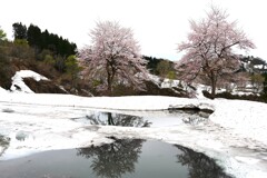 残雪と桜