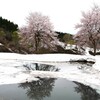 残雪と桜