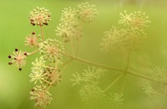 ウドの花