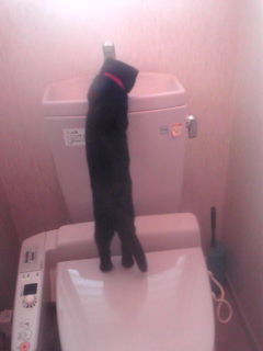トイレの水に猫パンチ