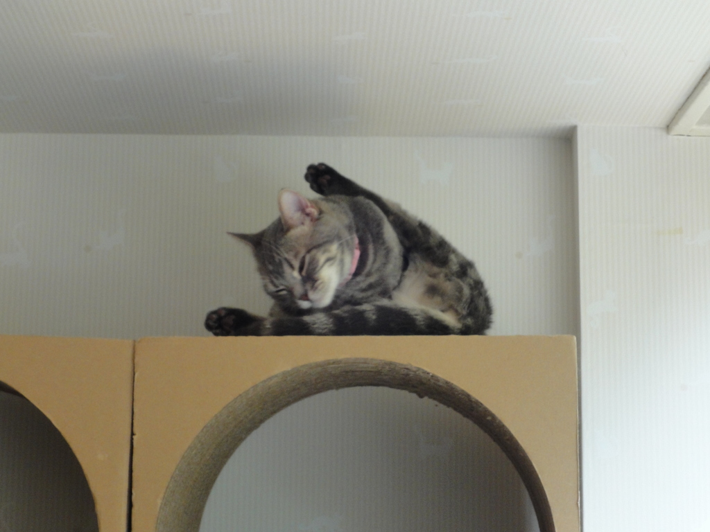 猫+忍者=Nyanja