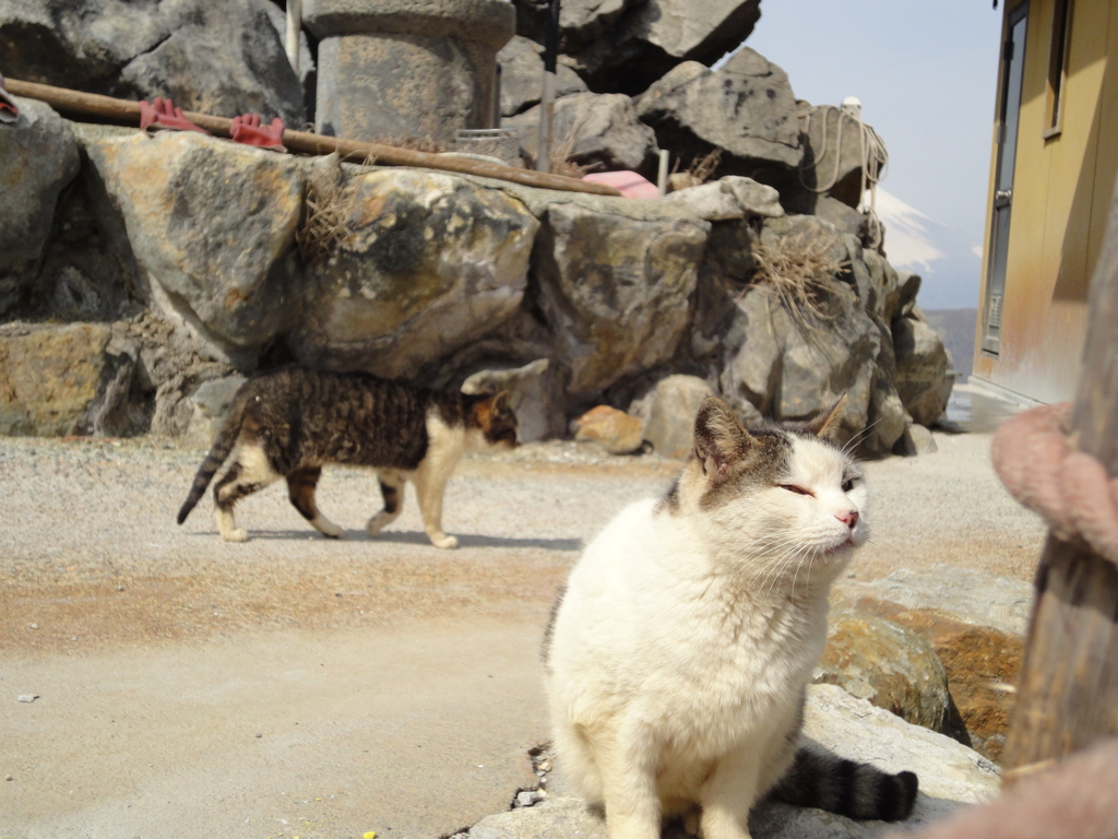 玉子茶屋の普通の猫