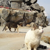 玉子茶屋の普通の猫