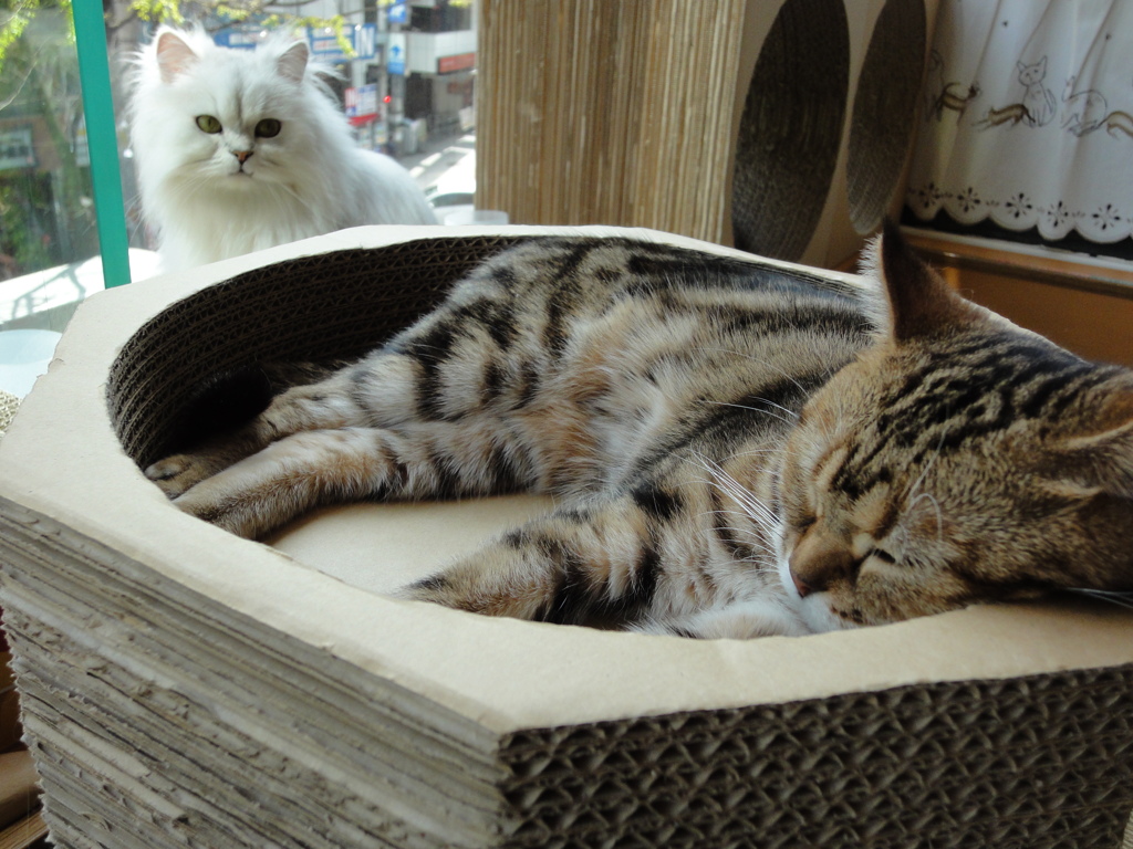 見てる猫寝てる猫