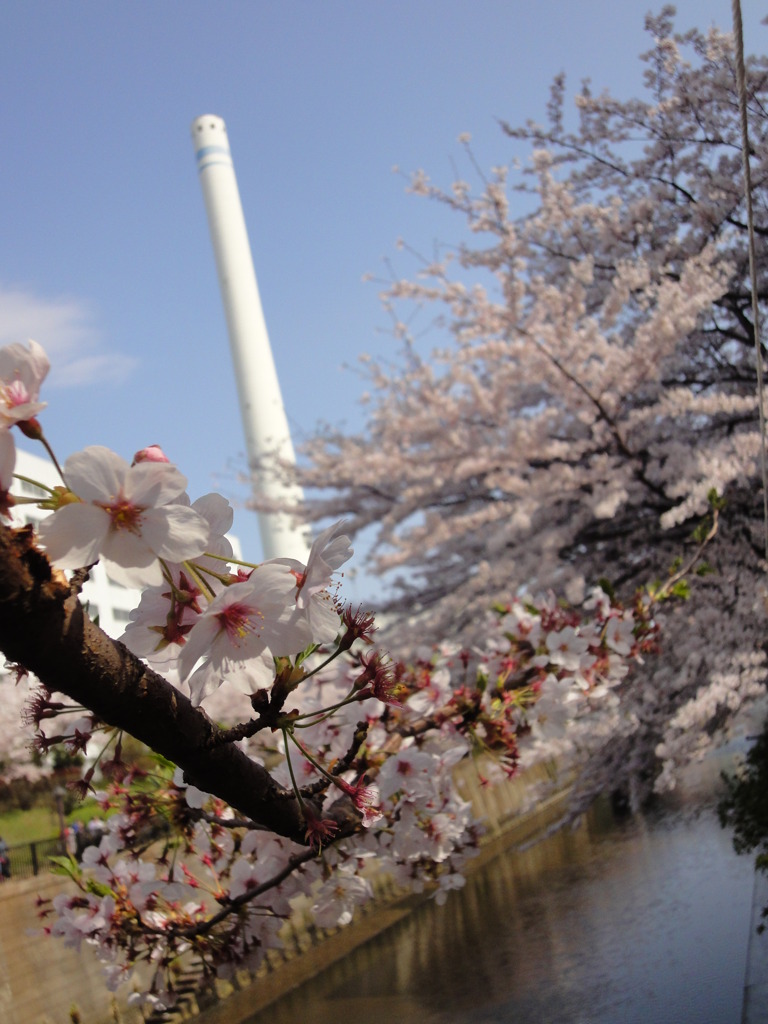 桜と塔