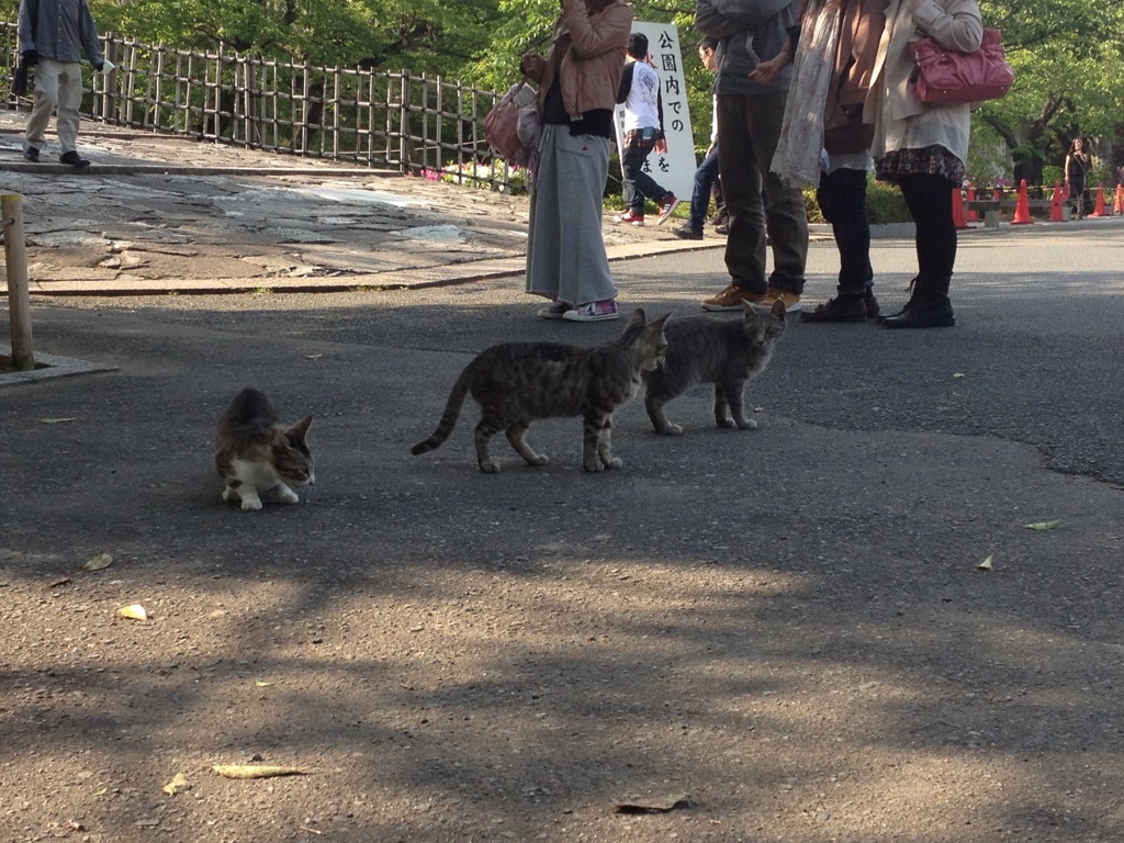 アイコンタクト 姫路城にいる猫2 By Oha Gi Id 写真共有サイト Photohito