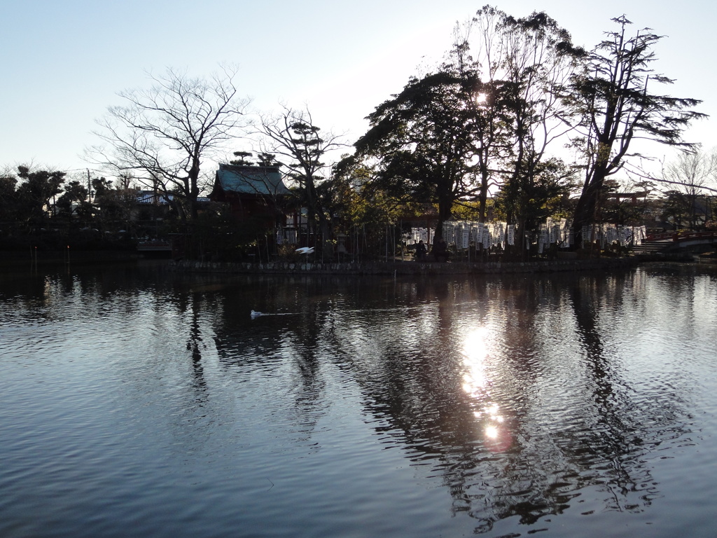 池と鳥