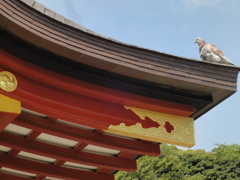 朱と鳩
