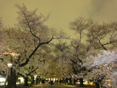 幻惑　桜　ロード