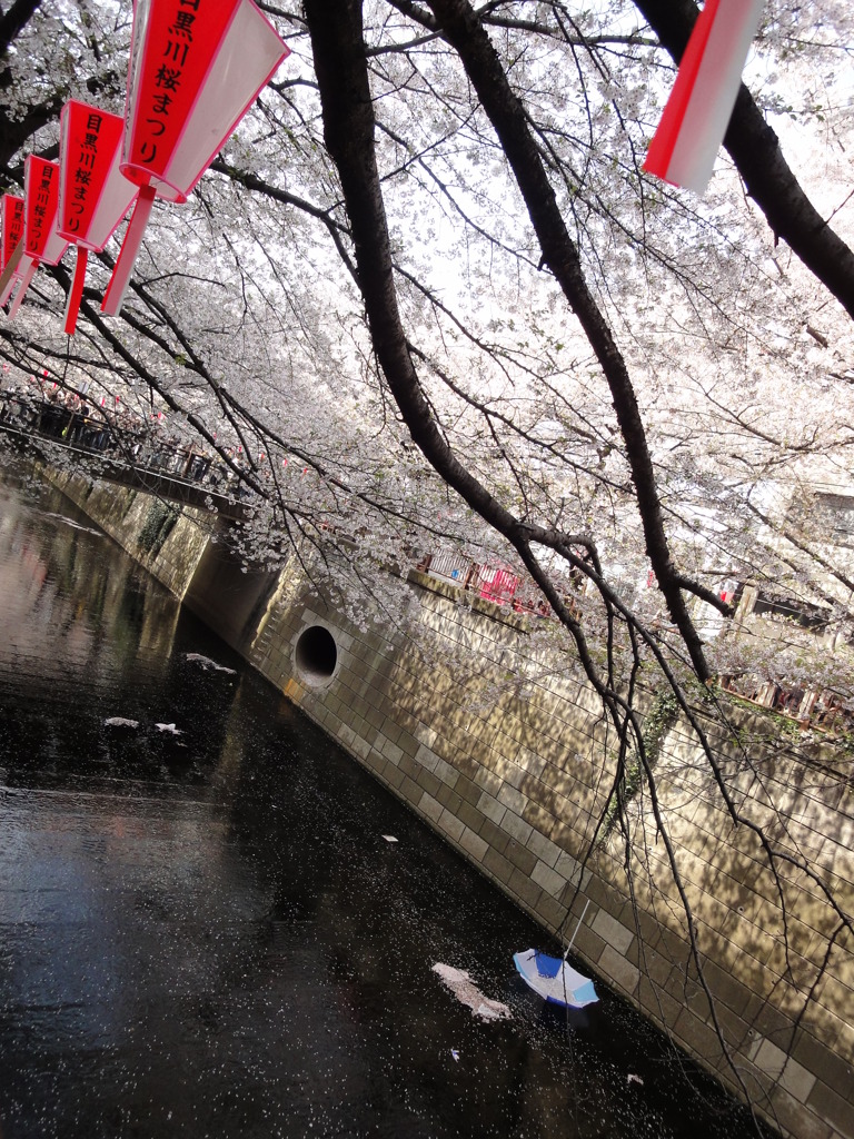 桜を集めて２