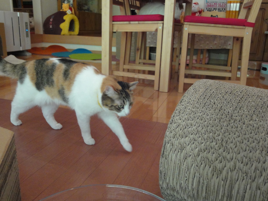 トンネルと三毛猫