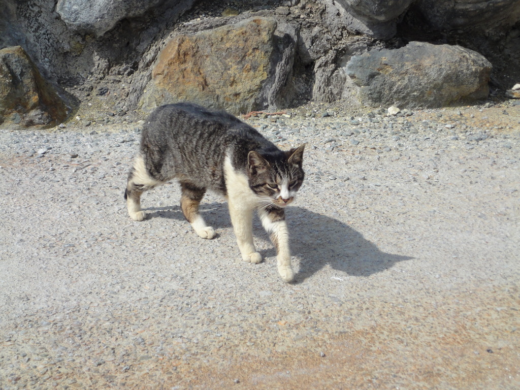 玉子茶屋の可愛い方の猫１