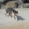 玉子茶屋の可愛い方の猫１