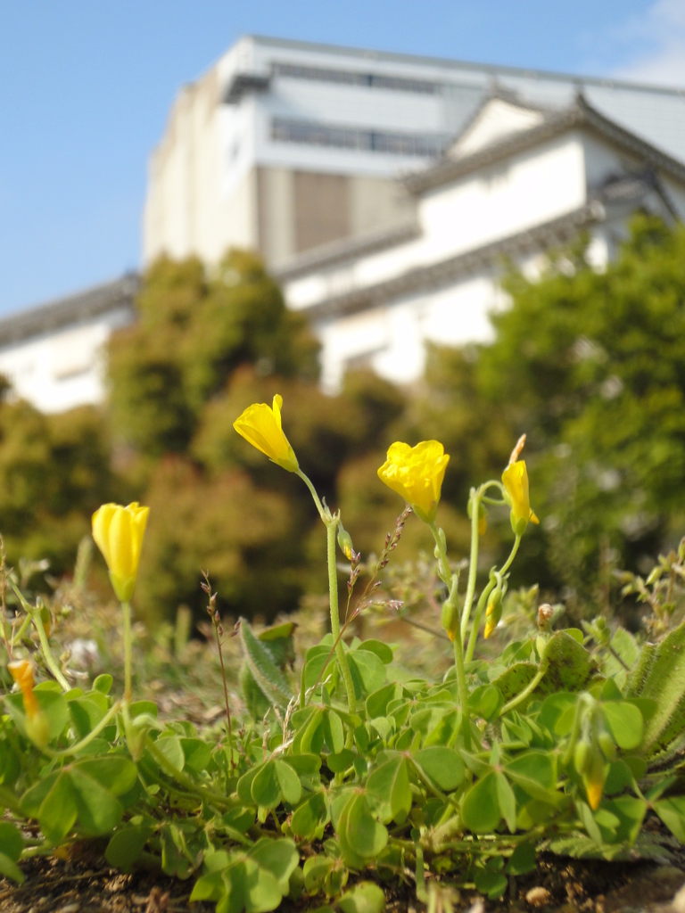 花と姫路城