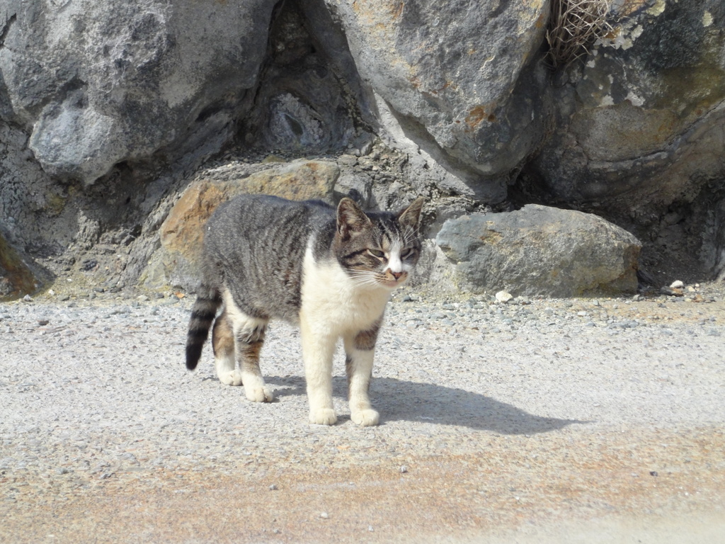 玉子茶屋の可愛い方の猫２