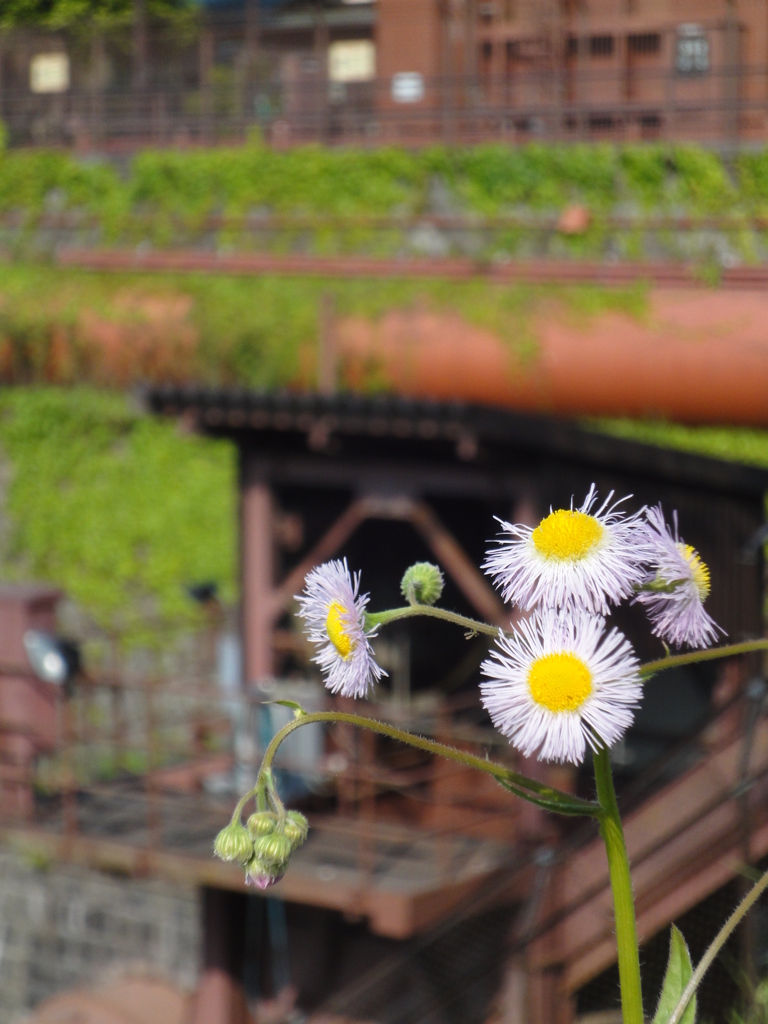 草木