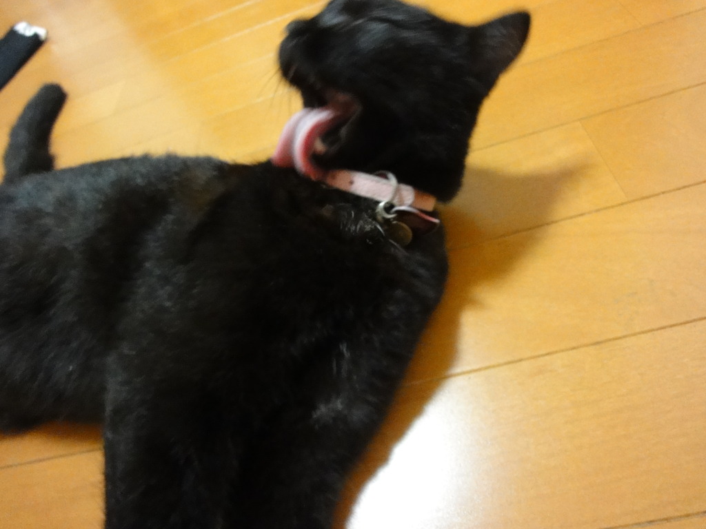 綺麗好き