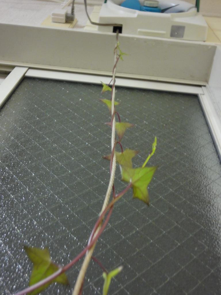 破滅へ