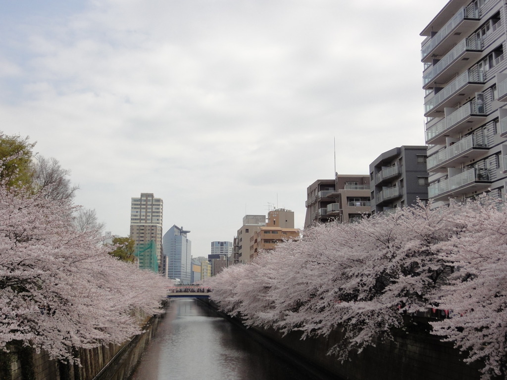 満開　桜道