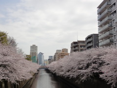 満開　桜道