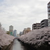 満開　桜道