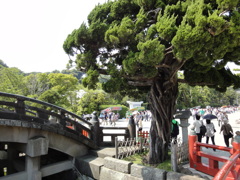 樹燃ゆる