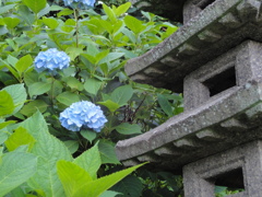 あじさいと燈籠
